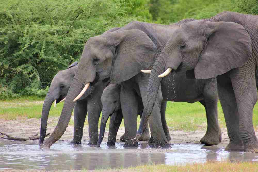 Thai elephant