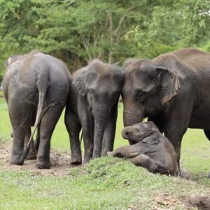 Elephant Care + Prathat Doi Suthep Temple + Hidden Temple + Old City Tour