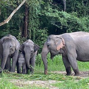 Elephant Care, NO ride. Join in group