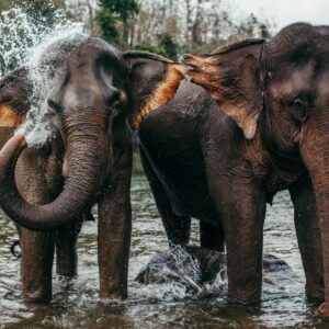 Bridge over the River Kwai + Elephant Bath