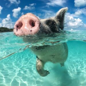 Pig Island Snorkeling and Koh Tan By Speedboat From Koh Samui