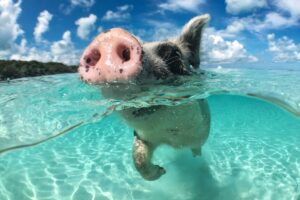 Swimming pig at Pig Island (Koh Madsum) near Koh Samui, Thailand