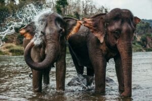 Elephant Care and Prathat Doi Suthep Temple, Hidden Temple and Old City Activity - Private Activity