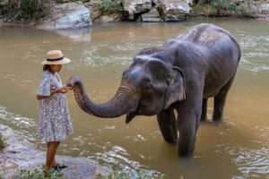 Elephant Care, No Ride