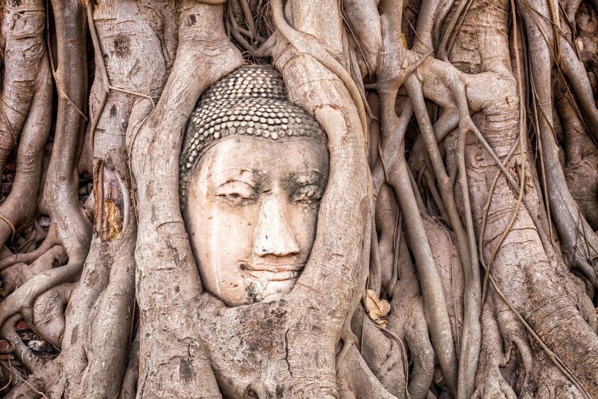 Ancient Buddha head entwined in tree roots at Wat Mahathat, Ayutthaya, Thailand