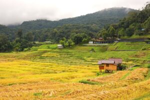 One Full Day Inthanon National Park and Great Pagodas