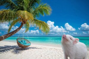 Pig Island Snorkeling & Koh Tan by Speedboat from Koh Samui