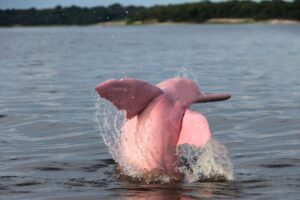 Koh Samui Pink Dolphin, Pig Island & Snorkeling Activity