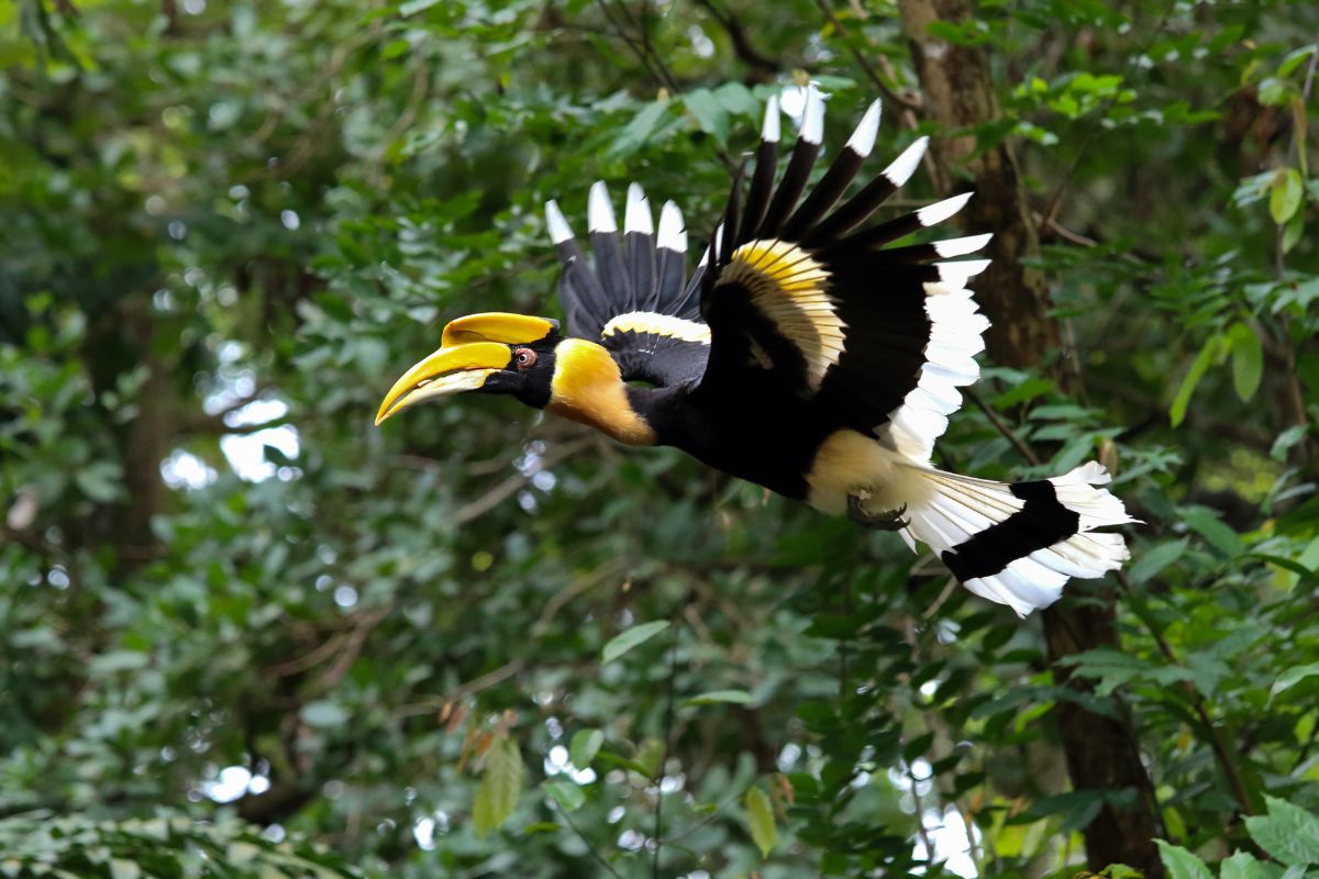 Hornbills in Thailand