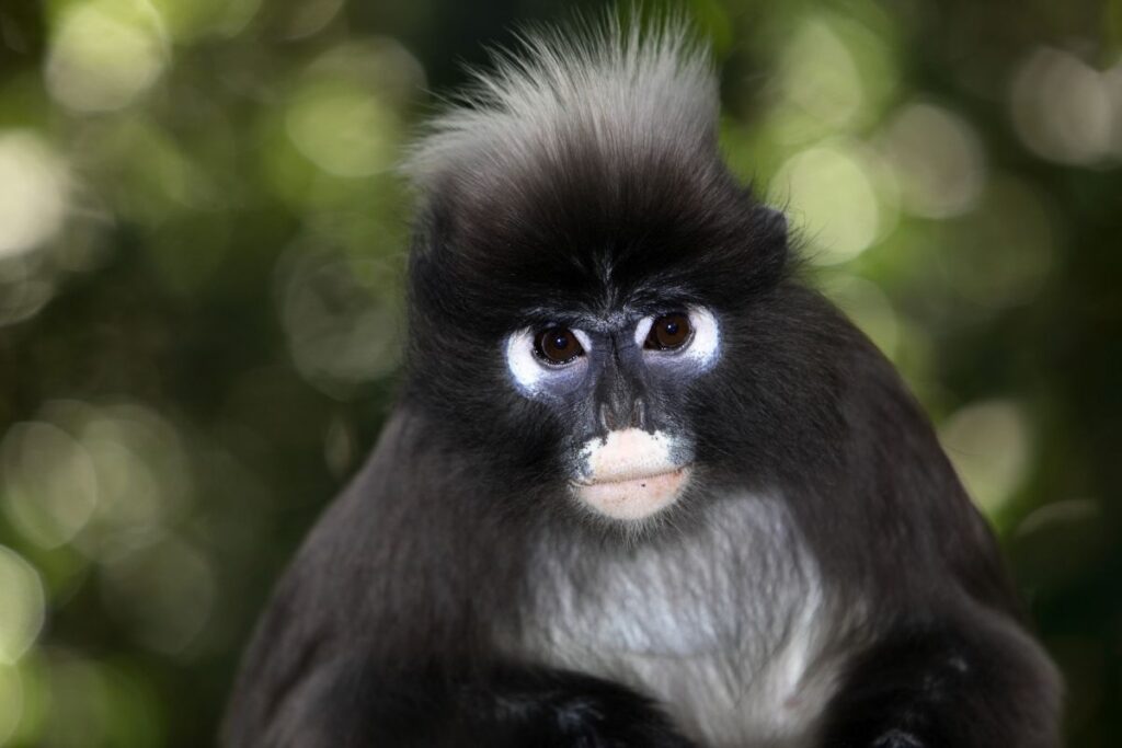 Wildlife in Thailand